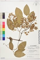 沖繩鐵線蓮（毛果鐵線蓮）藏品圖，第1張