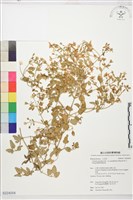 鵝鑾鼻鐵線蓮藏品圖，第1張