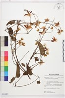 田代氏鐵線蓮藏品圖，第1張