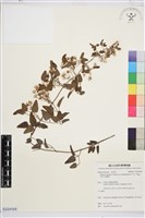 大肚山威靈仙藏品圖，第1張