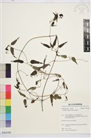 威靈仙藏品圖，第1張