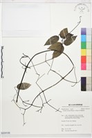 柱果鐵線蓮藏品圖，第1張