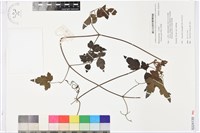 串鼻龍藏品圖，第1張