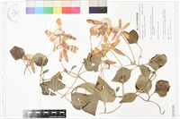 屏東鐵線蓮藏品圖，第1張