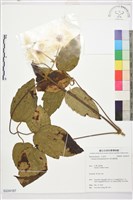 銹毛鐵線蓮藏品圖，第1張