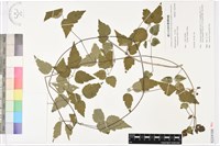 串鼻龍藏品圖，第1張