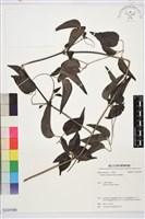 威靈仙藏品圖，第1張