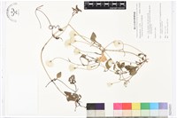 屏東鐵線蓮藏品圖，第1張