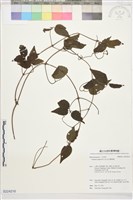 彭氏鐵線蓮藏品圖，第1張