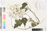 串鼻龍藏品圖，第1張