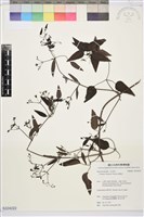 威靈仙藏品圖，第1張