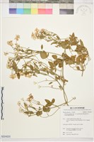 鵝鑾鼻鐵線蓮藏品圖，第1張