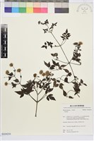 勝任鐵線蓮藏品圖，第1張