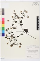 勝任鐵線蓮藏品圖，第1張