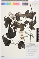 串鼻龍藏品圖，第1張