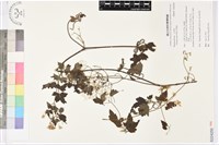 串鼻龍藏品圖，第1張