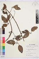 厚葉鐵線蓮藏品圖，第1張