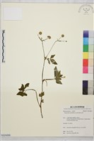 鉤柱毛茛藏品圖，第1張