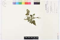 串鼻龍藏品圖，第1張