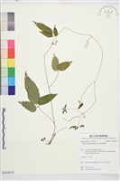 銹毛鐵線蓮藏品圖，第1張