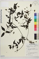 田村氏鐵線蓮藏品圖，第1張