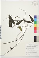 柱果鐵線蓮藏品圖，第1張