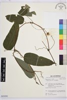 亨利氏鐵線蓮藏品圖，第1張