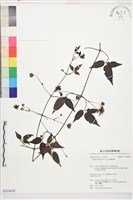 彭氏鐵線蓮藏品圖，第1張