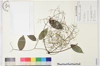 柱果鐵線蓮藏品圖，第1張