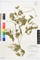 串鼻龍藏品圖，第1張