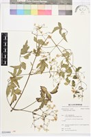 串鼻龍藏品圖，第1張