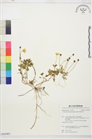 蓬萊毛茛藏品圖，第1張