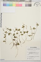 鹿場毛茛藏品圖，第1張