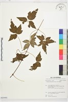 繡球藤藏品圖，第1張