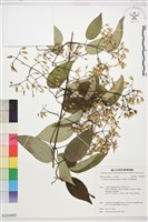 柱果鐵線蓮藏品圖，第1張