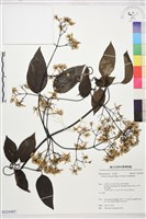 柱果鐵線蓮藏品圖，第1張