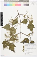 串鼻龍藏品圖，第1張