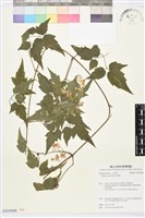 串鼻龍藏品圖，第1張