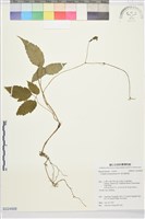 銹毛鐵線蓮藏品圖，第1張