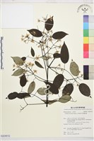 柱果鐵線蓮藏品圖，第1張