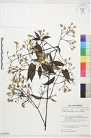 柱果鐵線蓮藏品圖，第1張