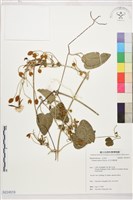 田代氏鐵線蓮藏品圖，第1張