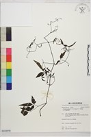 田村氏鐵線蓮藏品圖，第1張