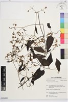 威靈仙藏品圖，第1張