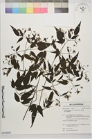 田村氏鐵線蓮藏品圖，第1張