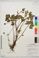 鉤柱毛茛藏品圖，第1張