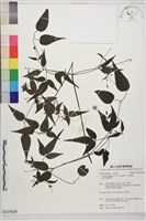 田村氏鐵線蓮藏品圖，第1張