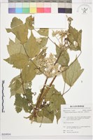 台灣牡丹藤、台灣草牡丹藏品圖，第1張