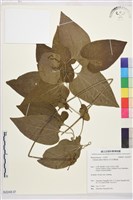 田代氏鐵線蓮藏品圖，第1張