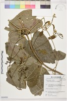 田代氏鐵線蓮藏品圖，第1張